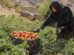 UNDP warns of deepening humanitarian, economic crisis in Afghanistan