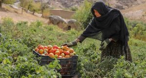 UNDP warns of deepening humanitarian, economic crisis in Afghanistan
