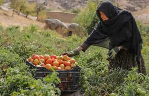 UNDP warns of deepening humanitarian, economic crisis in Afghanistan
