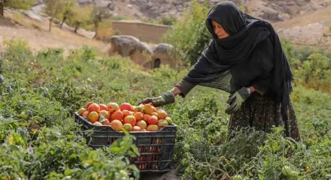 UNDP warns of deepening humanitarian, economic crisis in Afghanistan