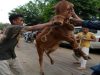 Eidul Azha sanitation drive: Can Pakistan save billions by centralizing animal sacrifice?