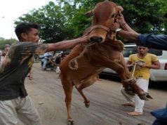 Eidul Azha sanitation drive: Can Pakistan save billions by centralizing animal sacrifice?