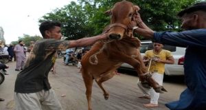 Eidul Azha sanitation drive: Can Pakistan save billions by centralizing animal sacrifice?