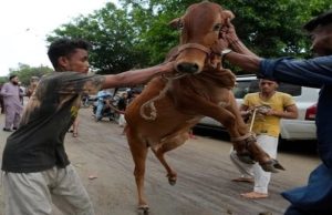 Eidul Azha sanitation drive: Can Pakistan save billions by centralizing animal sacrifice?