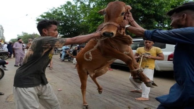 Eidul Azha sanitation drive: Can Pakistan save billions by centralizing animal sacrifice?