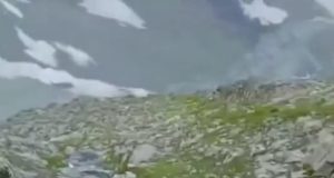 Outrage as black bear killed in GB; Climate Minister orders swift action, vows zero tolerance for wildlife cruelty