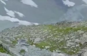 Outrage as black bear killed in GB; Climate Minister orders swift action, vows zero tolerance for wildlife cruelty