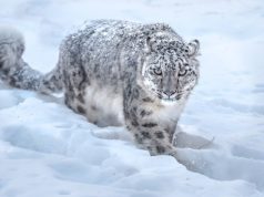 From mountains to glory: Seven wildlife heroes honored with Pakistan Wildlife Protection Awards 2025