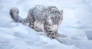 From mountains to glory: Seven wildlife heroes honored with Pakistan Wildlife Protection Awards 2025