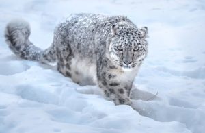 From mountains to glory: Seven wildlife heroes honored with Pakistan Wildlife Protection Awards 2025