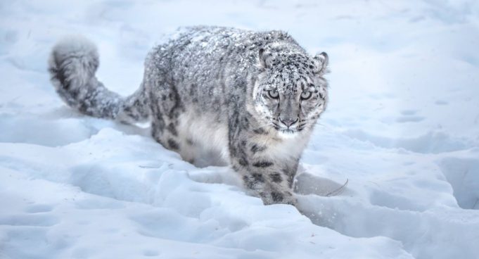 From mountains to glory: Seven wildlife heroes honored with Pakistan Wildlife Protection Awards 2025
