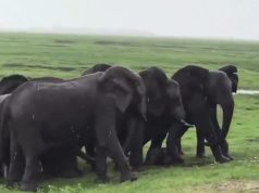 An elephant welcomes a newborn as the entire herd gathers to celebrate and guard