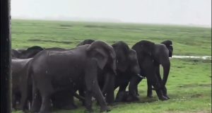 An elephant welcomes a newborn as the entire herd gathers to celebrate and guard