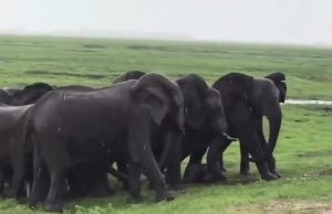 An elephant welcomes a newborn as the entire herd gathers to celebrate and guard