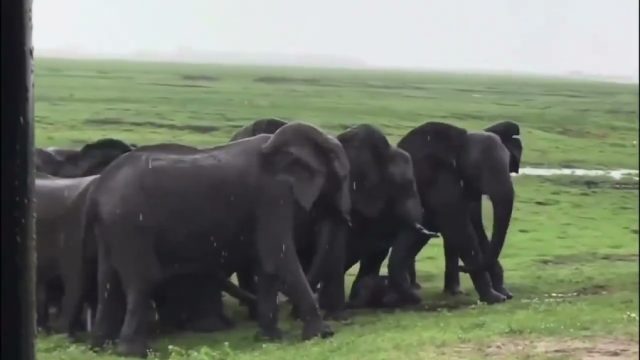 An elephant welcomes a newborn as the entire herd gathers to celebrate and guard