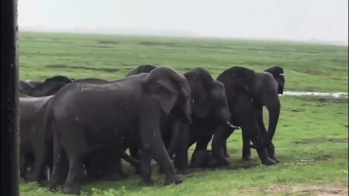 An elephant welcomes a newborn as the entire herd gathers to celebrate and guard