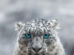 Pakistan reaffirms commitment to protecting endangered snow leopard, mountain ecosystem