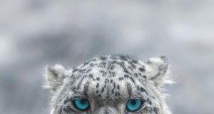 Pakistan reaffirms commitment to protecting endangered snow leopard, mountain ecosystem