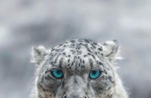 Pakistan reaffirms commitment to protecting endangered snow leopard, mountain ecosystem