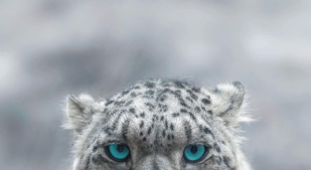 Pakistan reaffirms commitment to protecting endangered snow leopard, mountain ecosystem