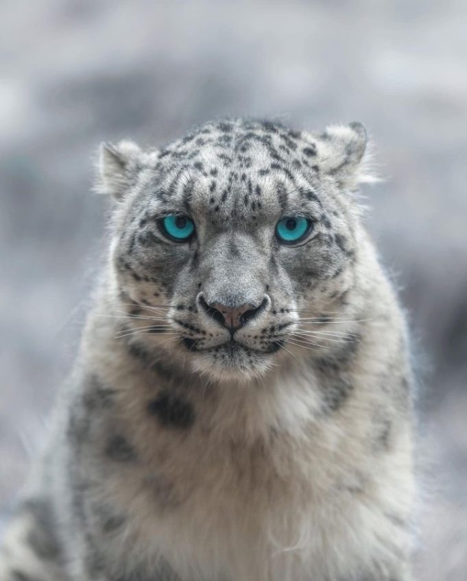 Pakistan reaffirms commitment to protecting endangered snow leopard, mountain ecosystem