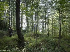 WWF-Pakistan unveils first-ever national Plantation Dashboard, setting new benchmark for digital transparency in ecosystem restoration