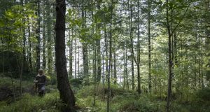WWF-Pakistan unveils first-ever national Plantation Dashboard, setting new benchmark for digital transparency in ecosystem restoration