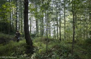 WWF-Pakistan unveils first-ever national Plantation Dashboard, setting new benchmark for digital transparency in ecosystem restoration