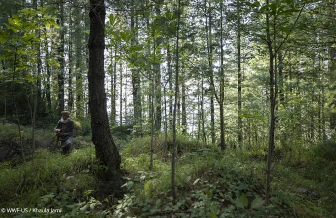 WWF-Pakistan unveils first-ever national Plantation Dashboard, setting new benchmark for digital transparency in ecosystem restoration
