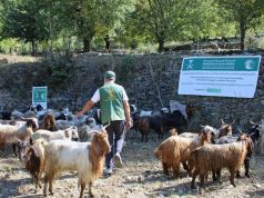 KSrelief completes first phase of livestock empowerment project, benefiting 7,250 people in Khyber Pakhtunkhwa