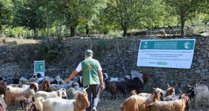 KSrelief completes first phase of livestock empowerment project, benefiting 7,250 people in Khyber Pakhtunkhwa