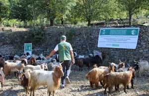 KSrelief completes first phase of livestock empowerment project, benefiting 7,250 people in Khyber Pakhtunkhwa