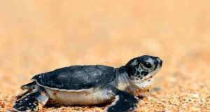 Pakistan must not slow down turtle protection efforts despite global downlisting: WWF-Pakistan