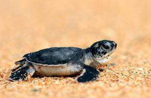 Pakistan must not slow down turtle protection efforts despite global downlisting: WWF-Pakistan