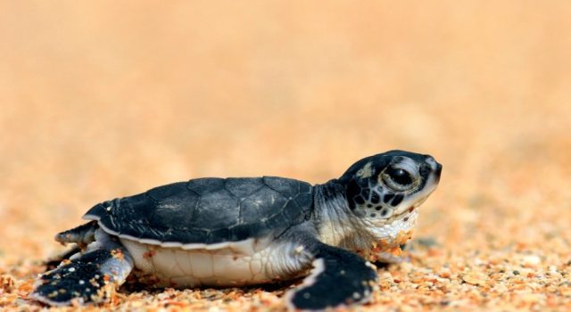 Pakistan must not slow down turtle protection efforts despite global downlisting: WWF-Pakistan
