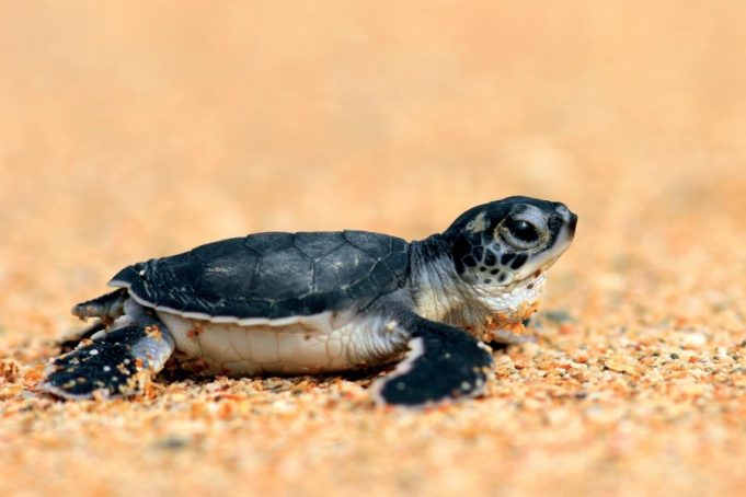 Pakistan must not slow down turtle protection efforts despite global downlisting: WWF-Pakistan