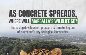 WWF-Pakistan raises alarm over development near Margalla Hills, calls for immediate environmental safeguards