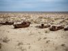 New ecosystem emerges on dried seabed of Aral Sea, Uzbek study finds