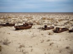New ecosystem emerges on dried seabed of Aral Sea, Uzbek study finds