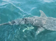 Pakistan launches first National Plan of Action for Sharks as landings decline by more than 85% over five decades