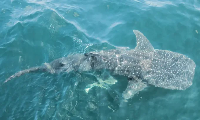 Pakistan launches first National Plan of Action for Sharks as landings decline by more than 85% over five decades